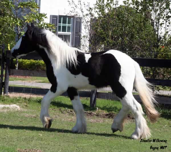 Gypsy Vanner Horse for Sale | Gelding | Piebald | Maverick